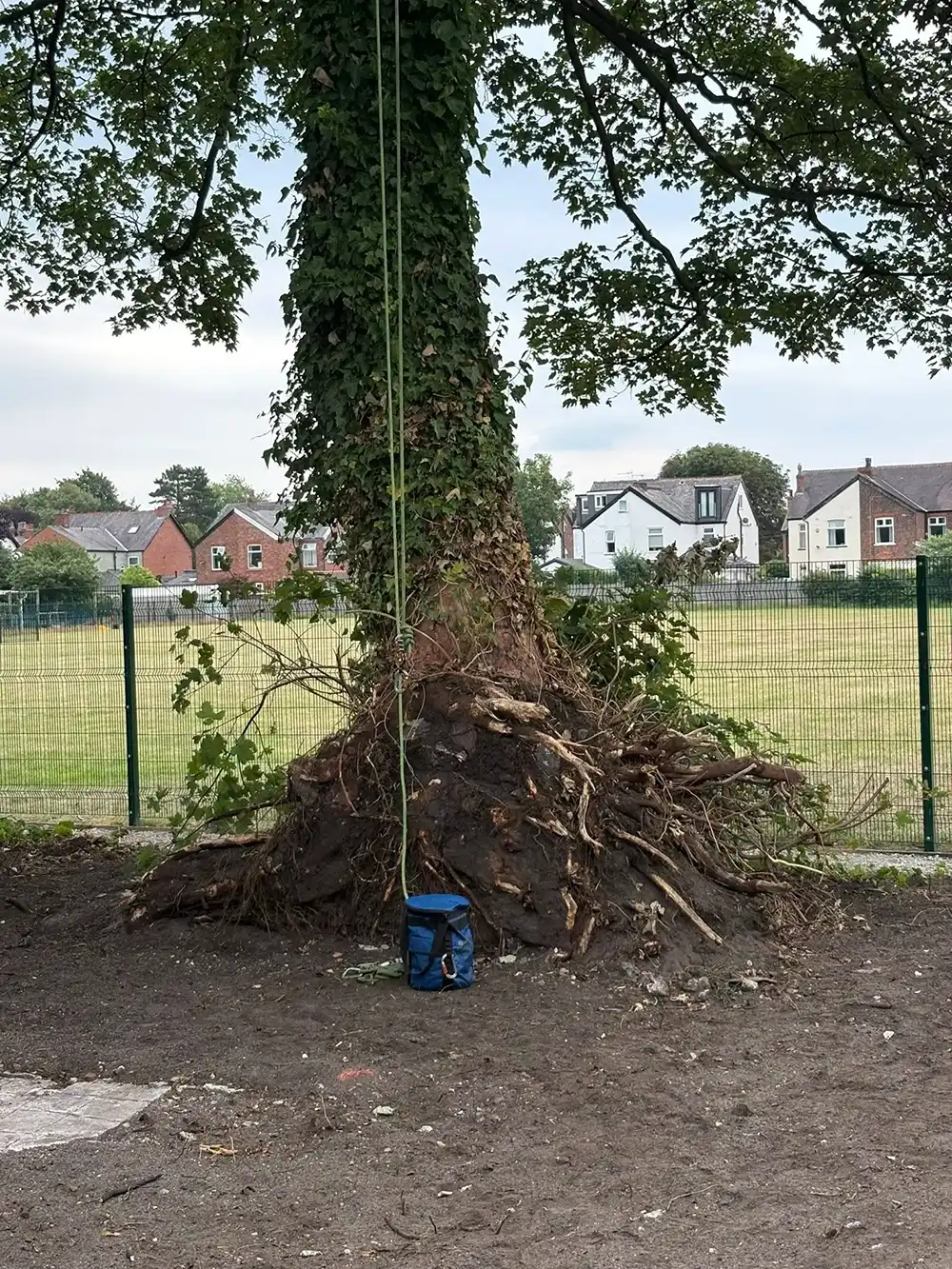 A tree that has been cut down by a crane.