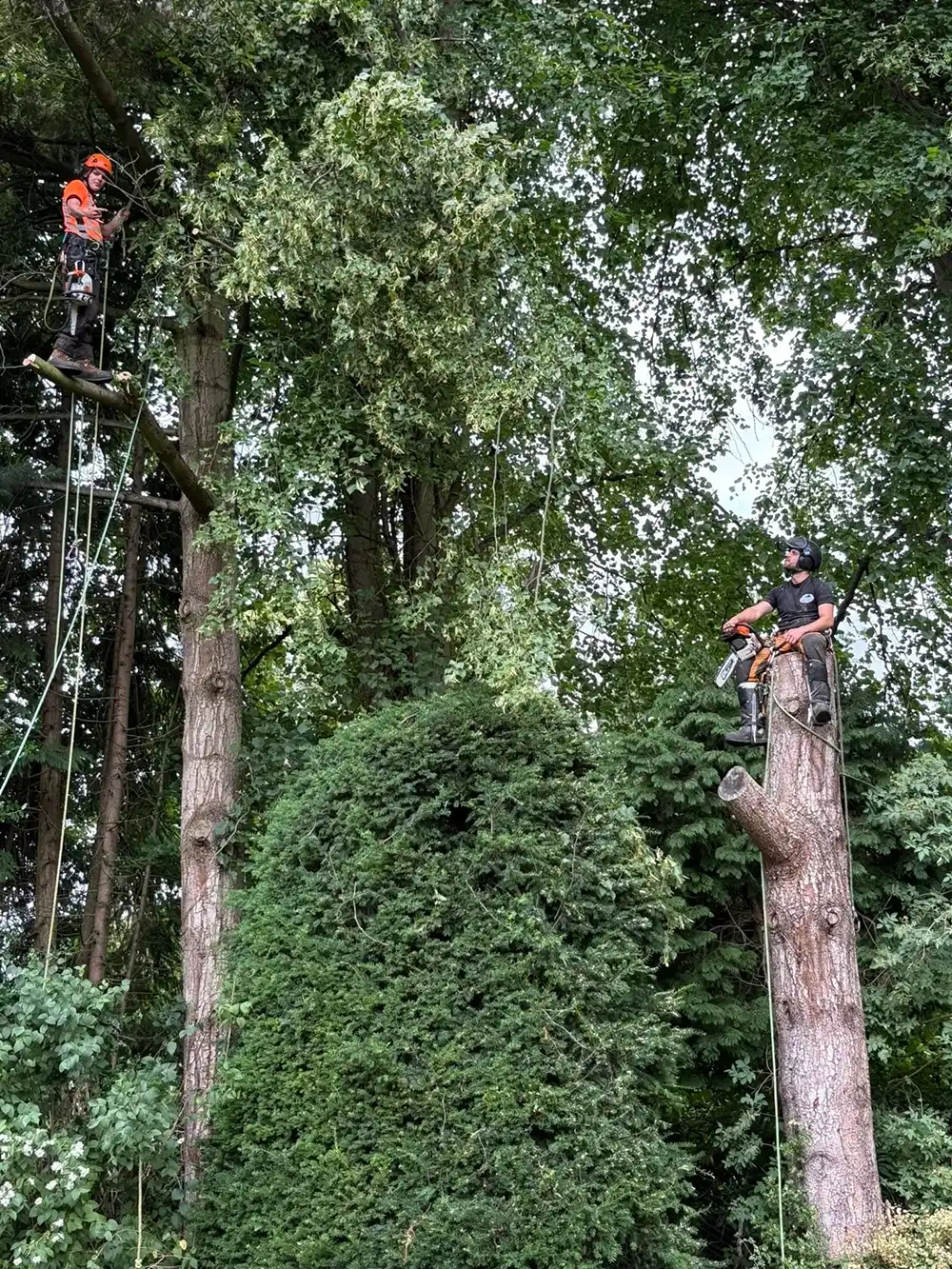 A man is on a tree with a chainsaw.