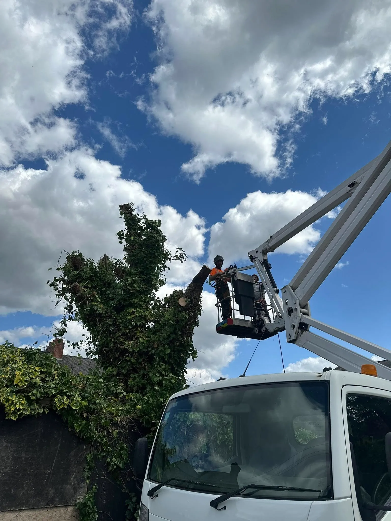 A man on a cherry picker working on a tree.