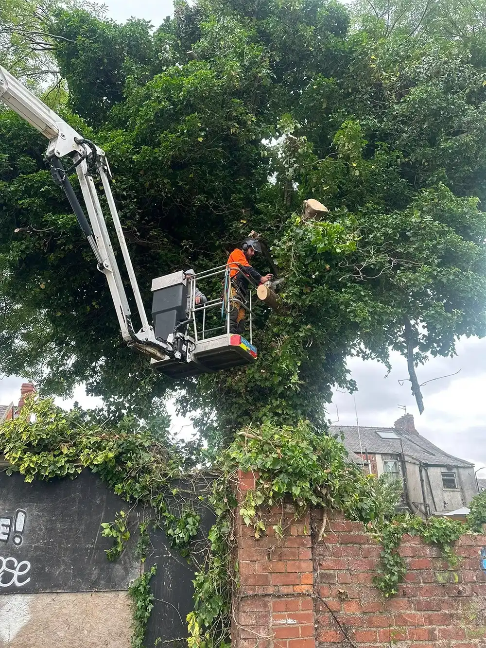 A man on a cherry picker working on a tree.
