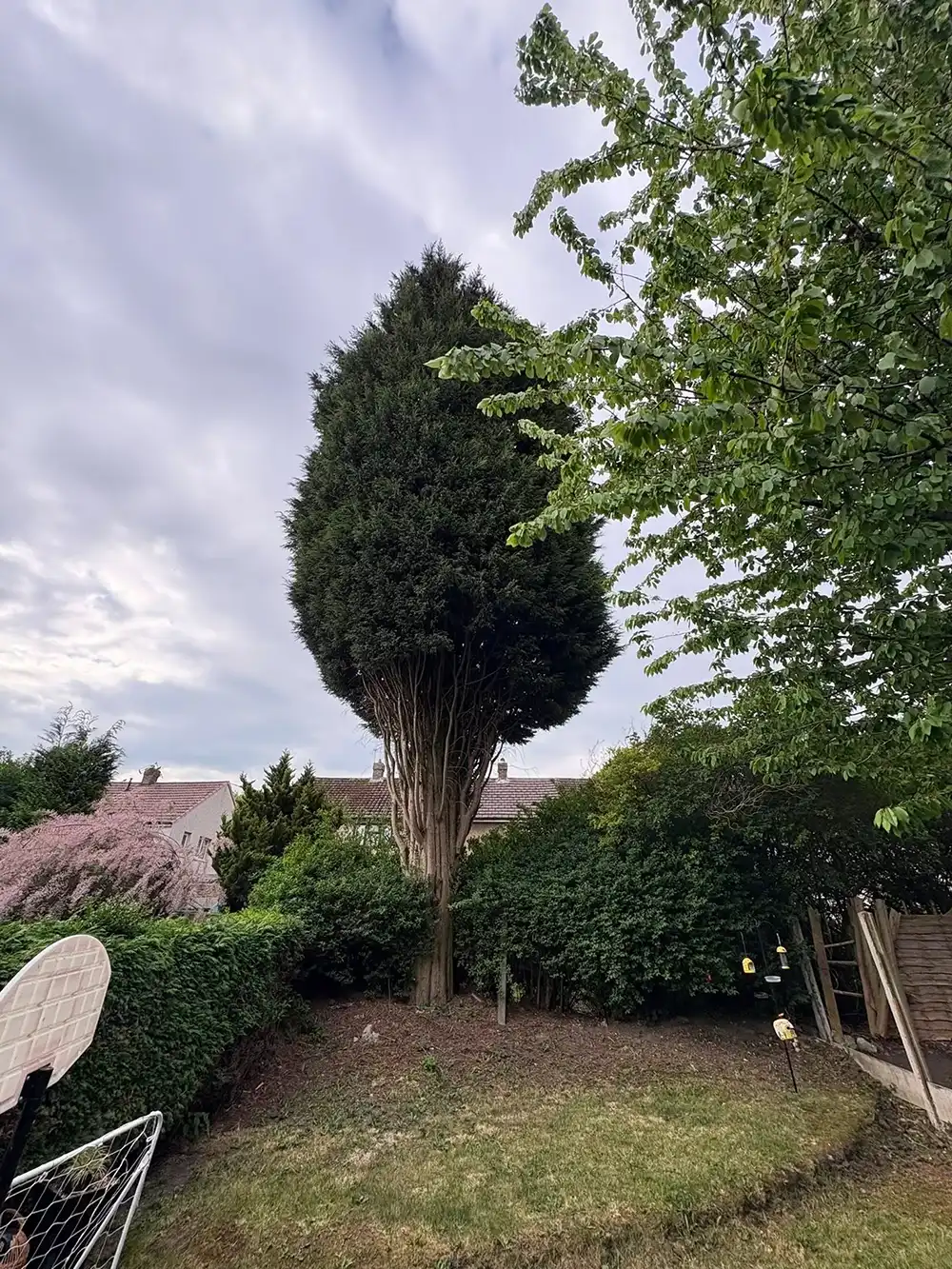 A large tree in the middle of a garden.