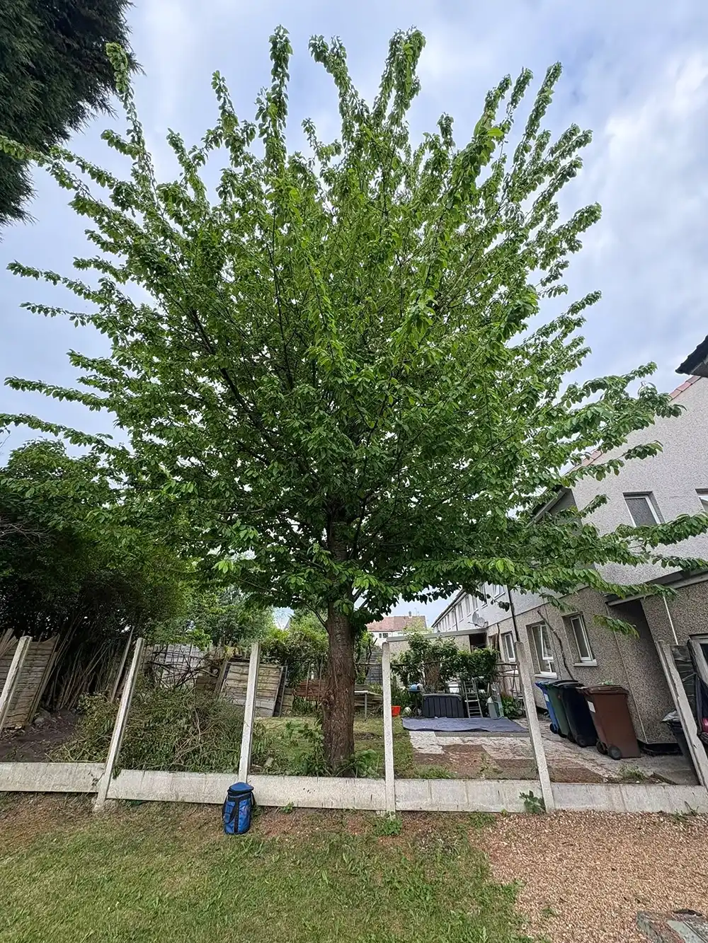 A large green tree sitting in the middle of a garden.