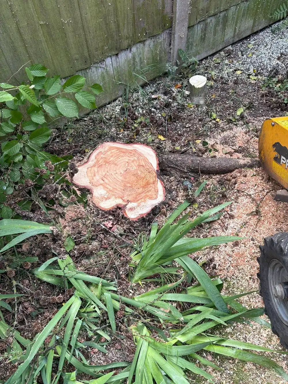 A tree stump sitting in the middle of a garden.