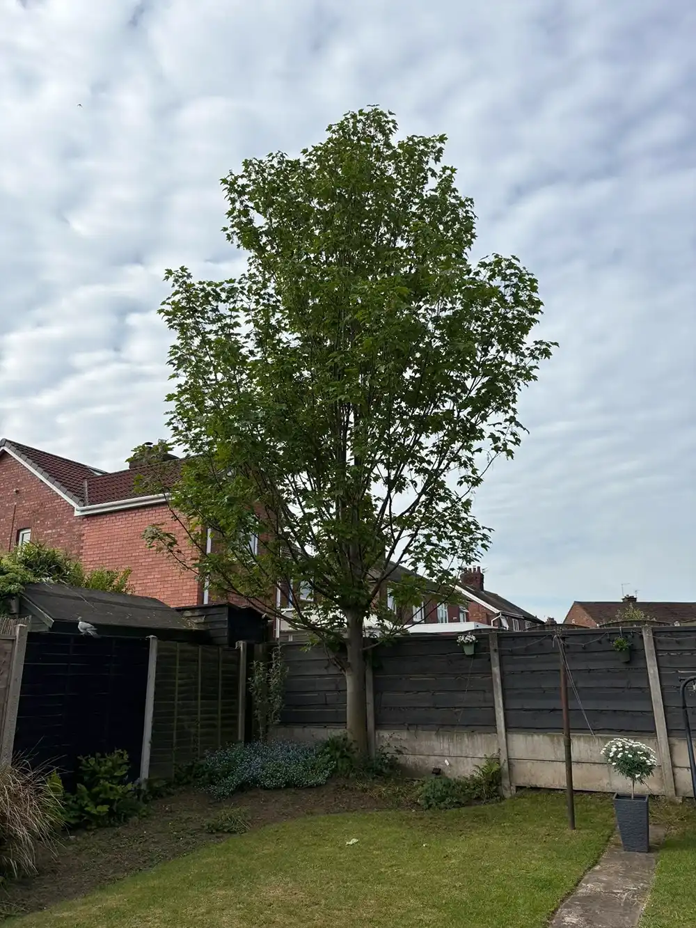 A tree in a back garden next to a fence.