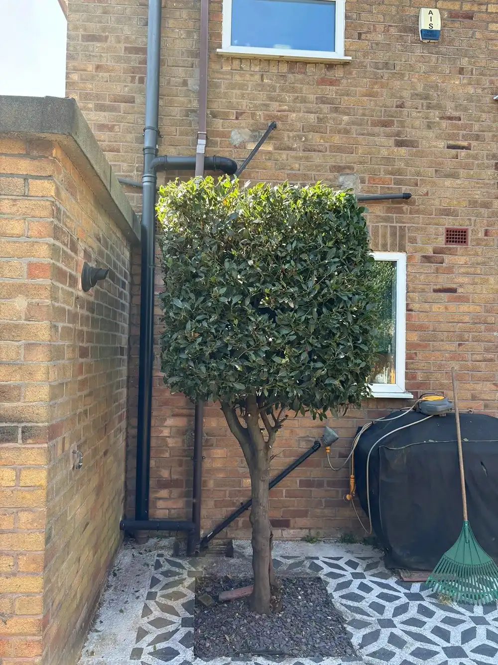 A small tree in front of a brick building.