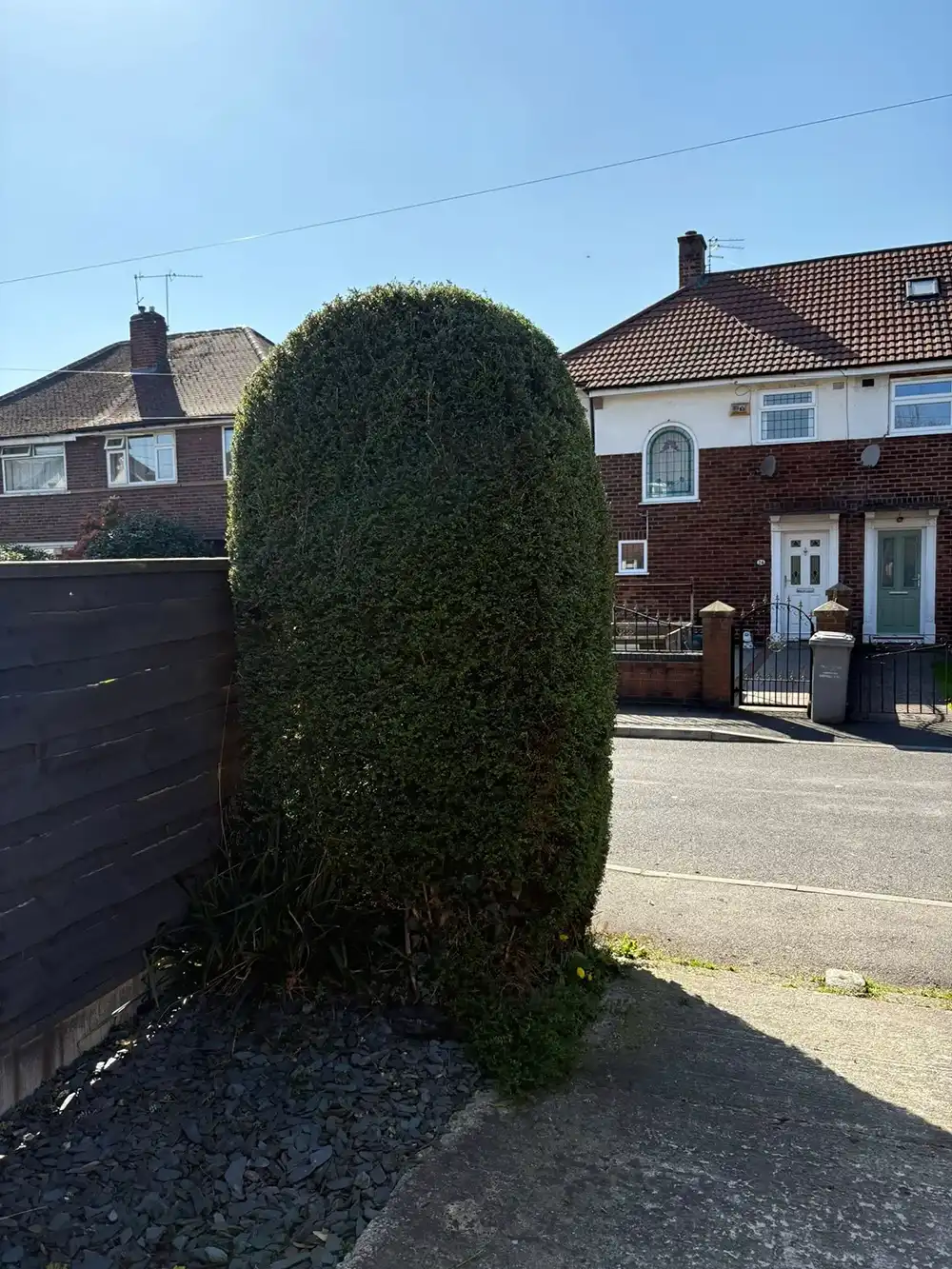 A hedge next to a wooden fence in front of a house.