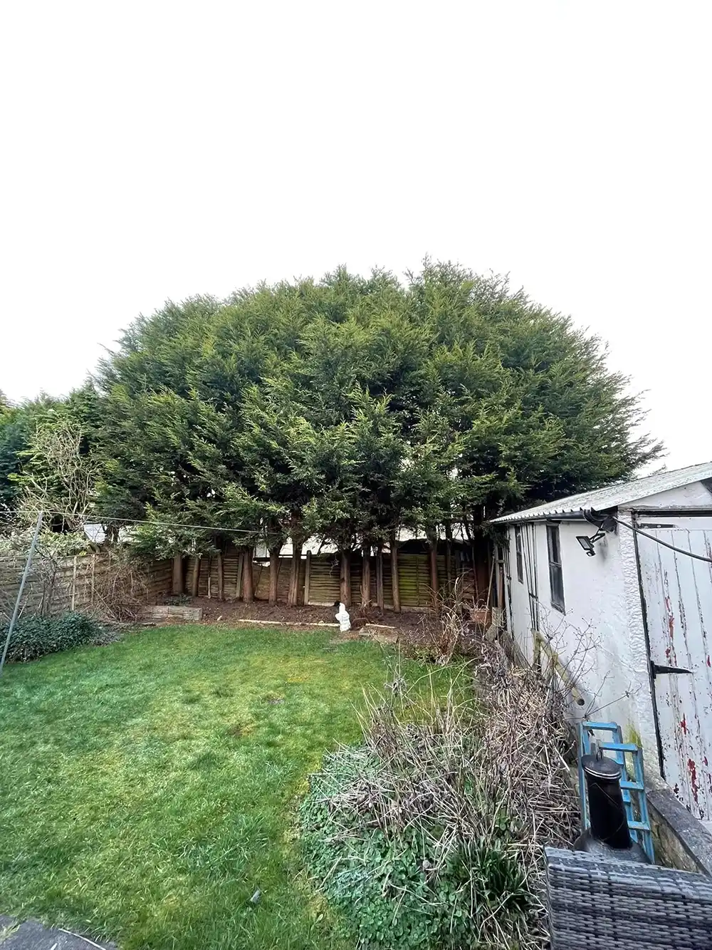A back garden with a fence and a tree.