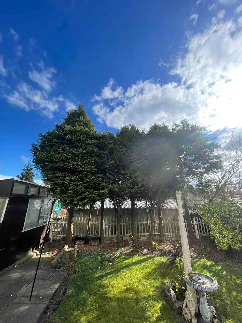 A back garden with a tree and a fence.