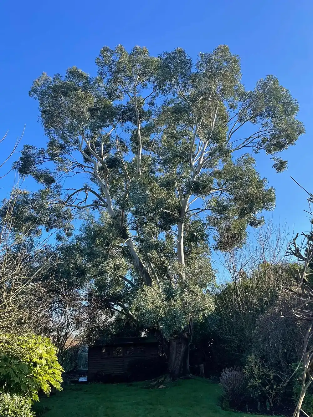 A large tree in the middle of a garden.