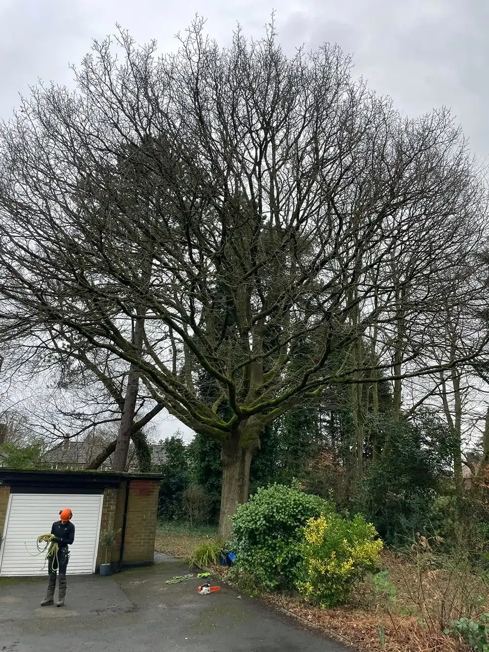 A man standing in front of a large tree.