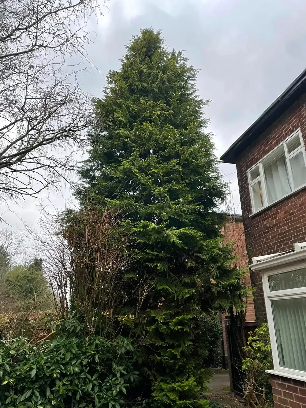 A tall green tree next to a brick building.