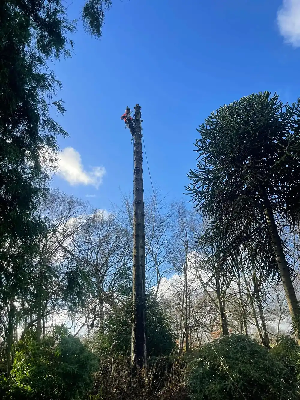 A tall tree with a man standing on top of it.