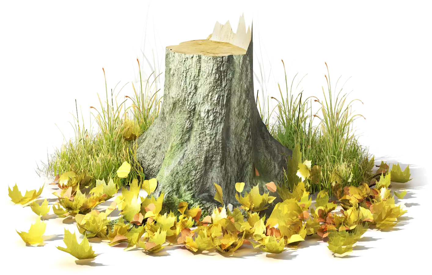 A tree stump with leaves around it.