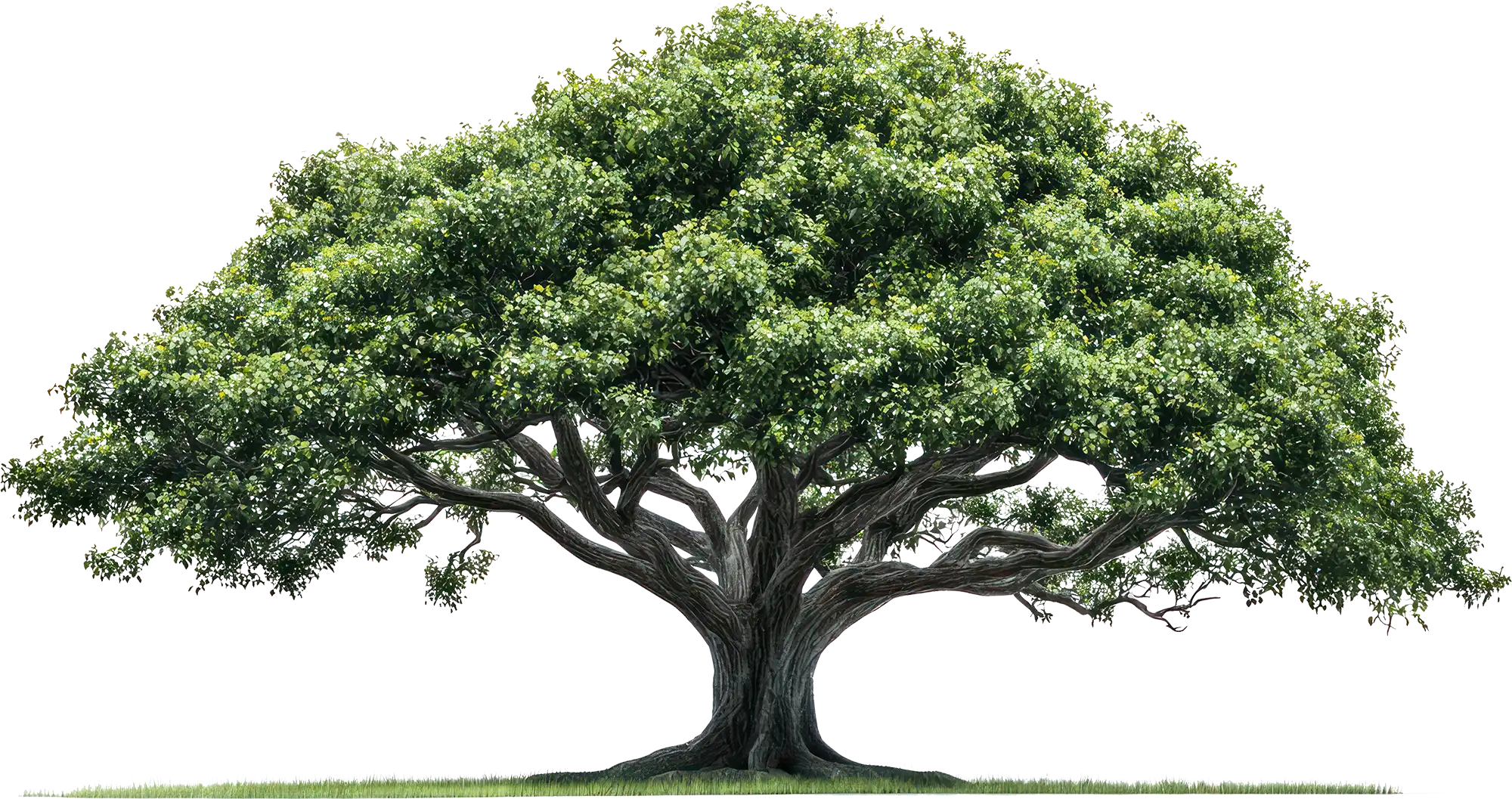 A large tree with green leaves in a grassy area.