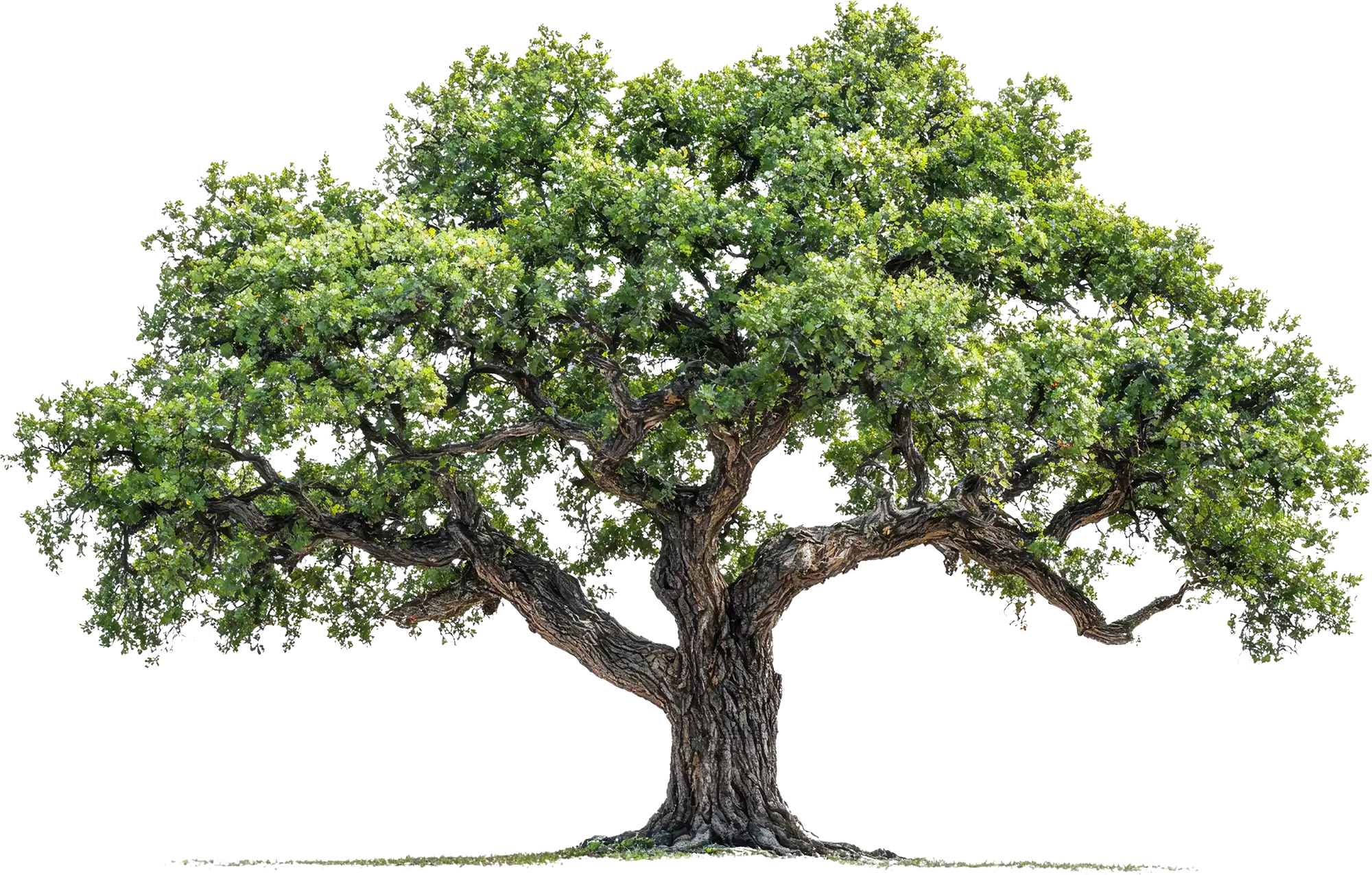 An old tree with leaves on a white background.