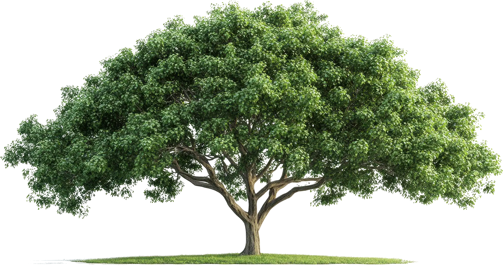 A green tree with a white background.