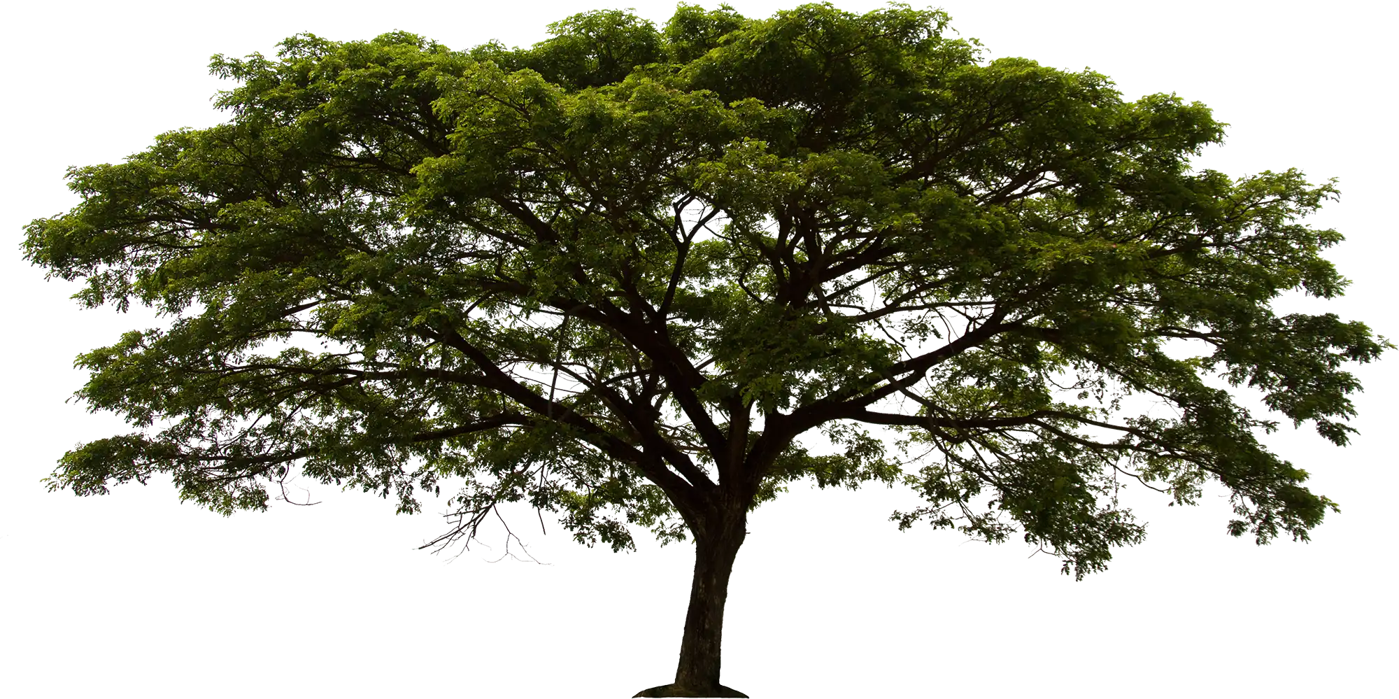 A thin tree with green leaves on a white background.