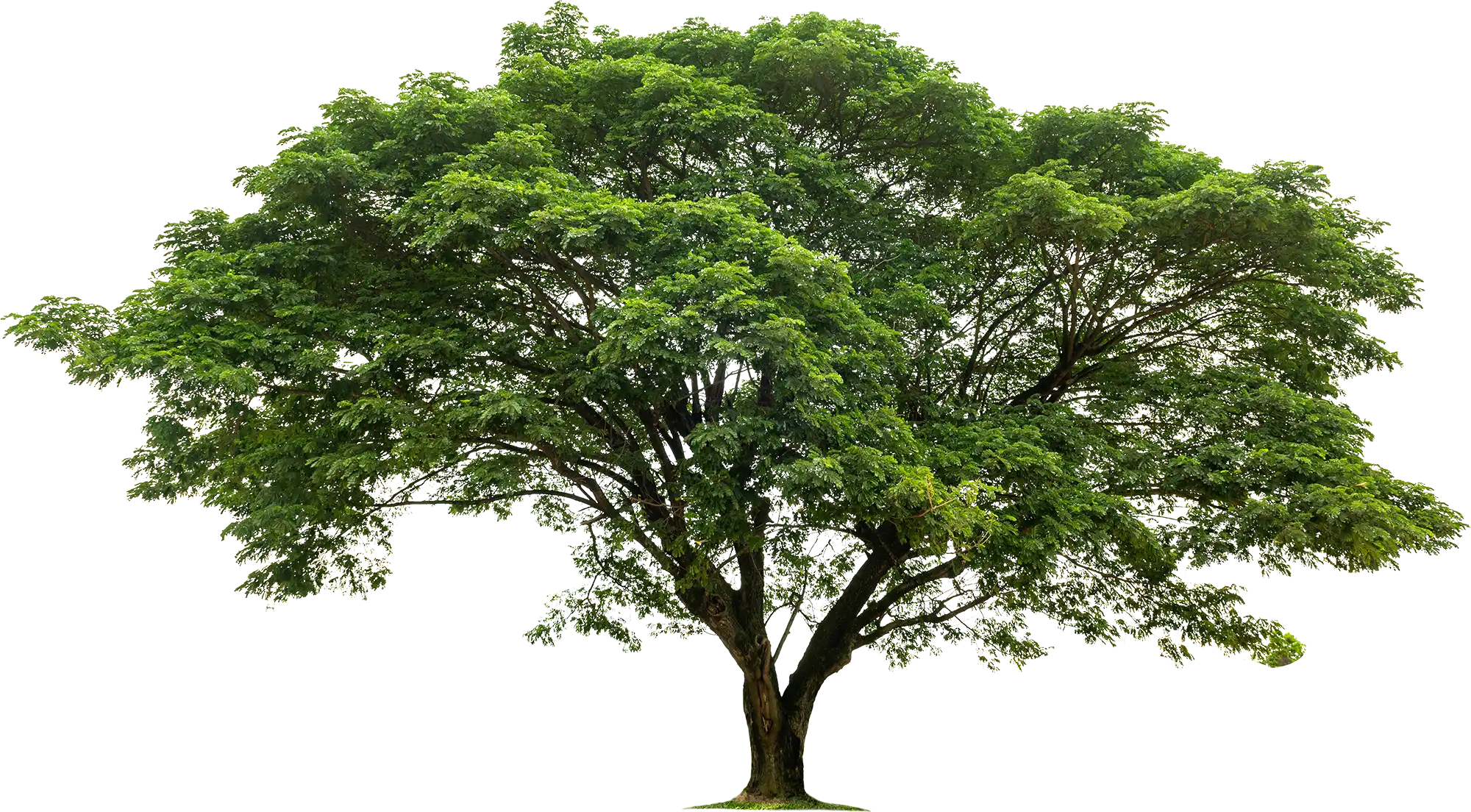 A tree with green leaves on a clear background.