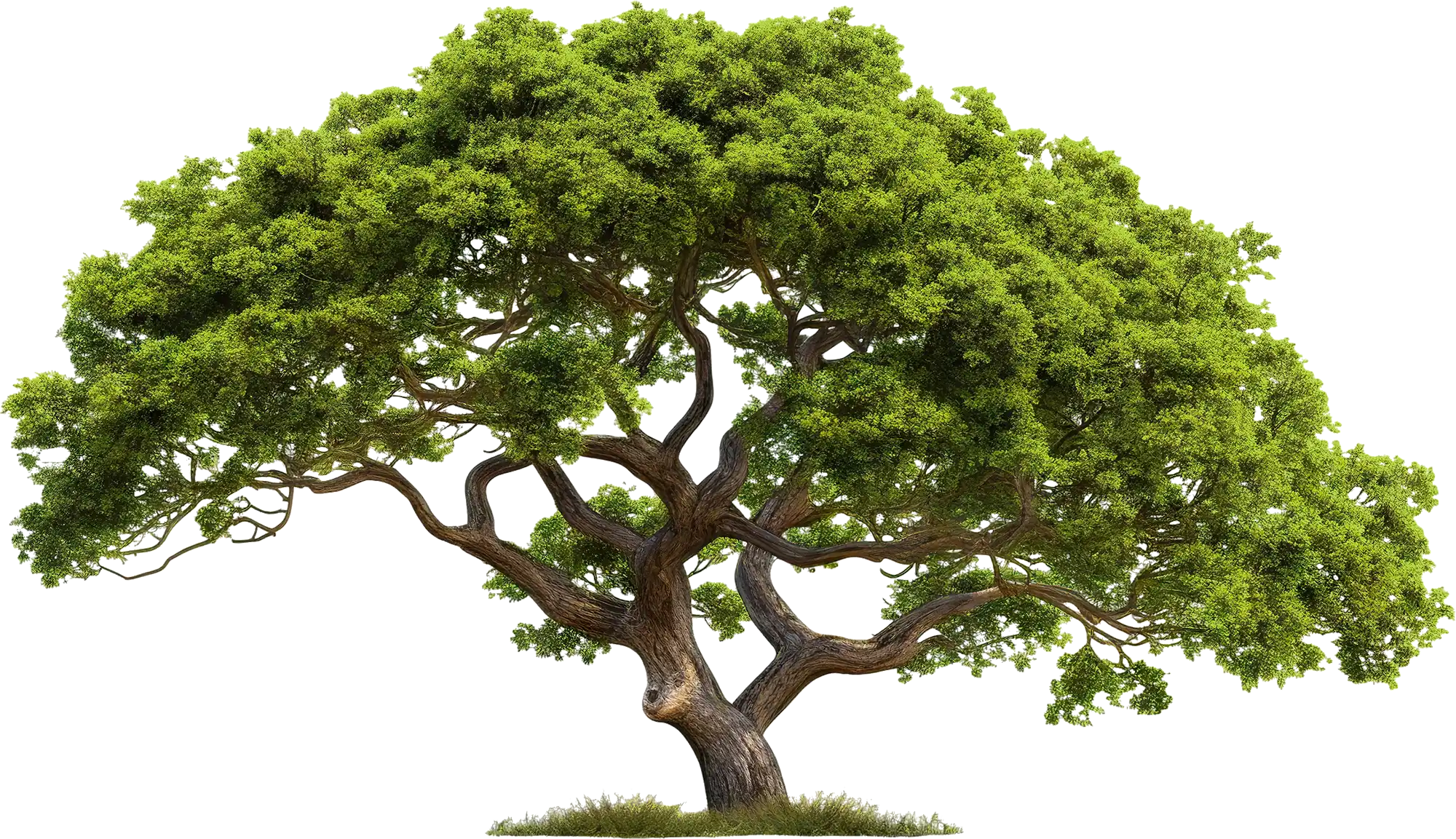 A large tree with green leaves on a white background.