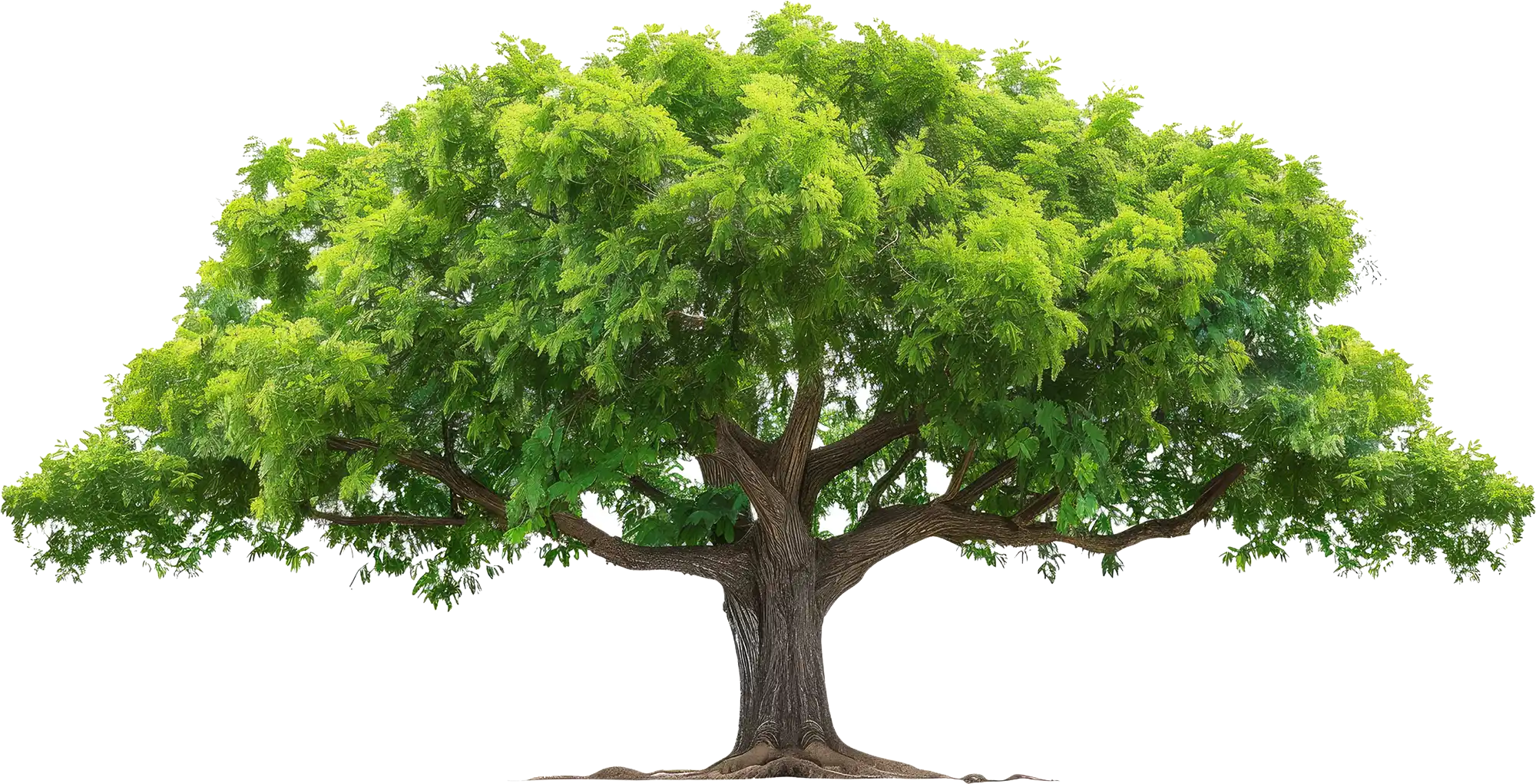 A tree with leaves on a clear background.
